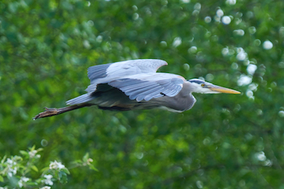 Heron Fly 2